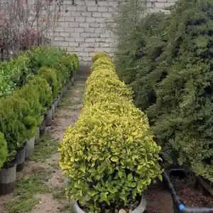 Лигустра Желтый, Душанбе
