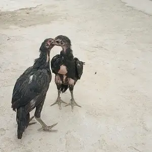Дакан чуча, Турсунзаде