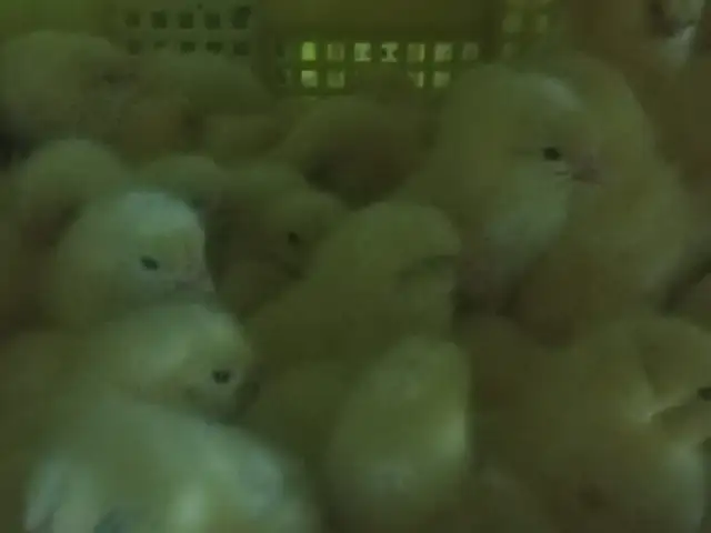 Чуҷаи бролер, Хуҷанд