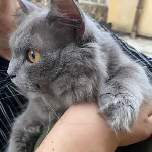 Кот, Душанбе