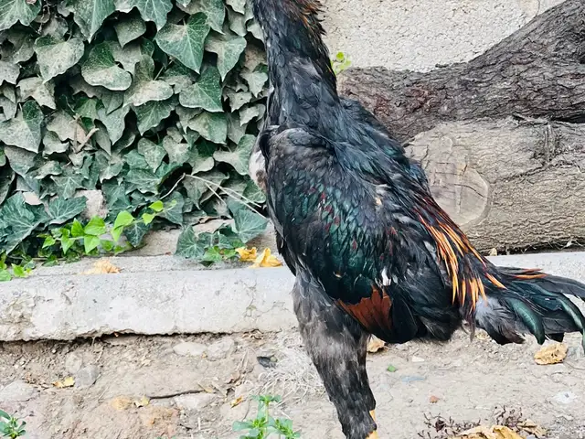 Дакан чуча, Душанбе
