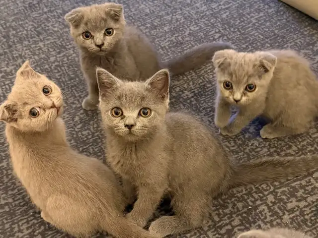 Шотландские вислоухие котята, Душанбе