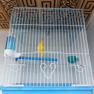 Канарейка, Душанбе