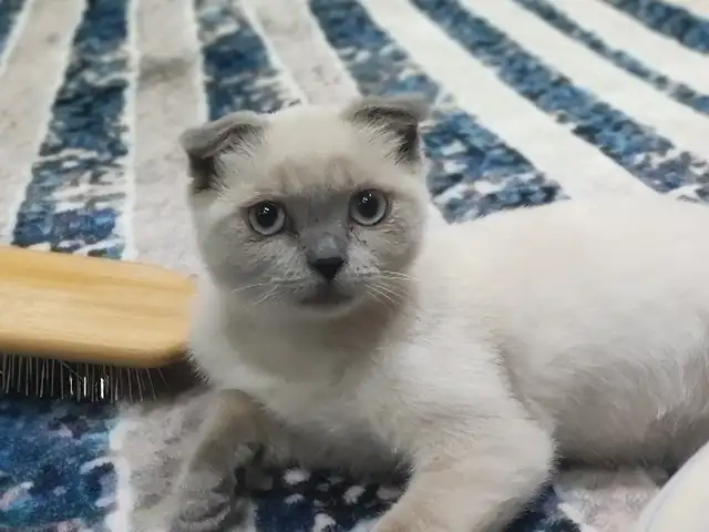 Шотландский вислоухий котёнок, Душанбе