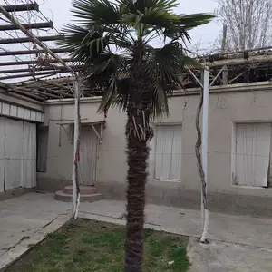 Пальма, Худжанд