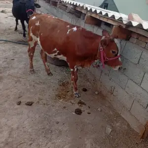 Гуночин, Душанбе