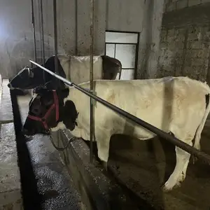 Гов, Худжанд