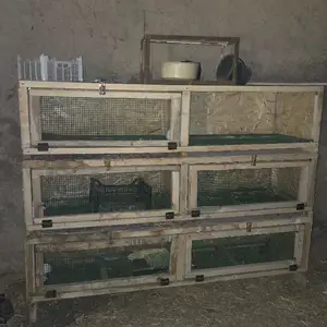 Хелча барои харгуш, Душанбе