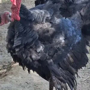 Индюк, Бобоҷон Ғафуров