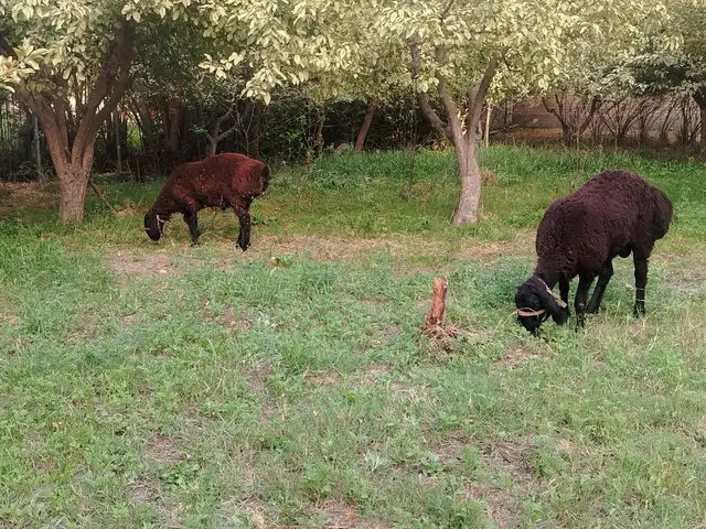 Кушкор, Ҳисор
