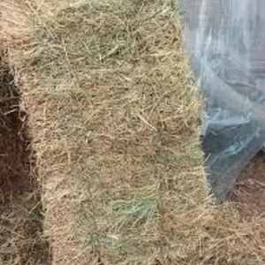 Пресси башки, Худжанд