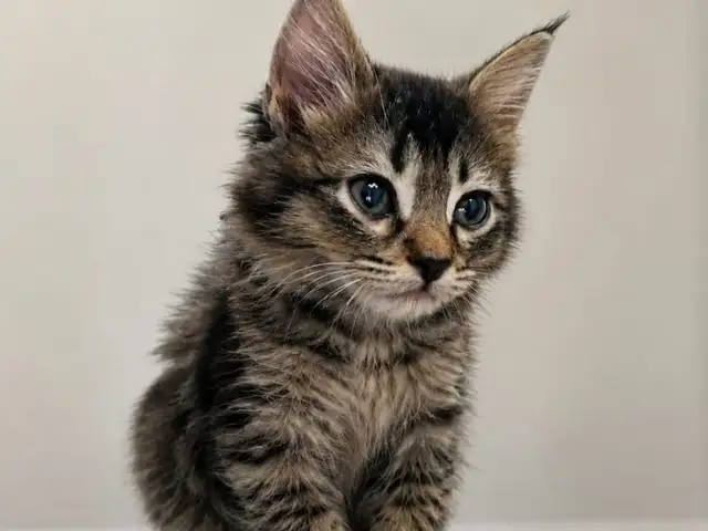Котик, Душанбе
