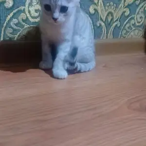 Кошка шотландская, Душанбе
