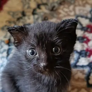Вислоухий котенок, Душанбе