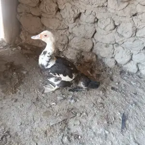 Мускусные индоутки, Спитамен