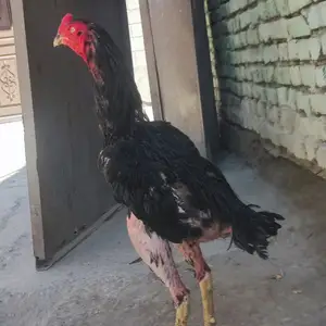 Хуруз, Худжанд