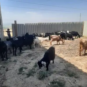 Бузголахо, Абдурахмони Джоми