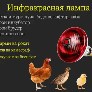 Инфракрасная лампа 275Ватт инкубатор, Душанбе