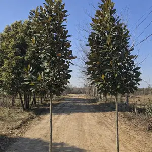 Бельгийский магнолия, Душанбе