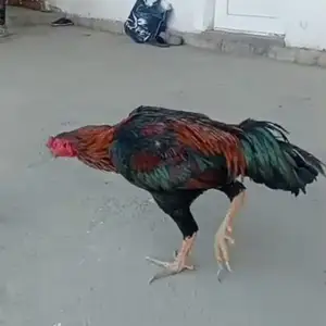 Дакан, Худжанд