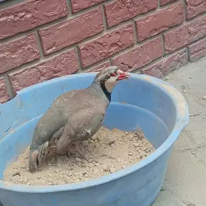Кабк, Душанбе