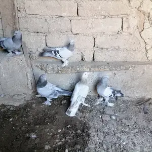 Такла, Худжанд