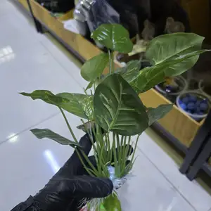 Искусственное растение широколистные для аквариума, Душанбе