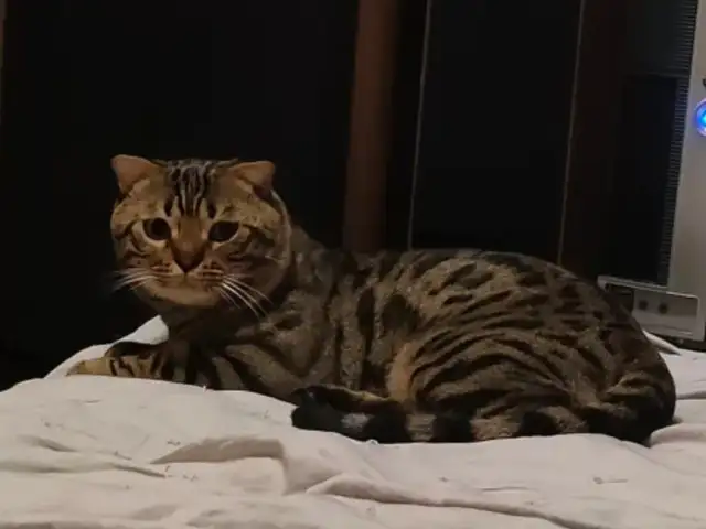 Кошка, Душанбе