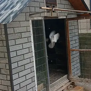 Кафтар хона Будка, Вахдат