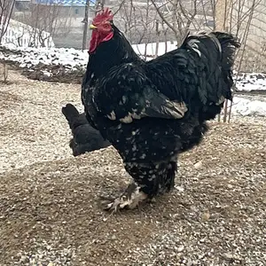 Хуруз, Данғара