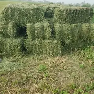 Пресси беда, Канибадам