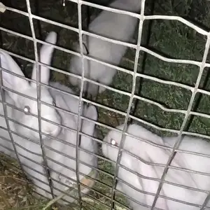 Харгуш 9 дона, Душанбе