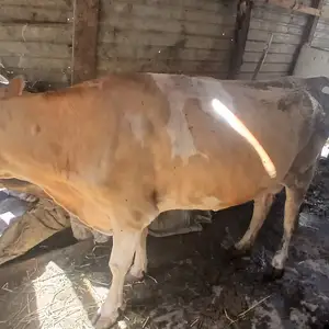 Гови шири, Худжанд
