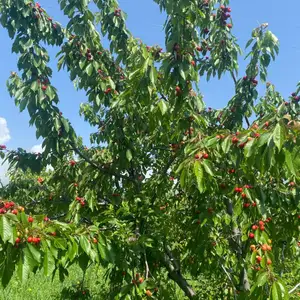Садовническая зона и дача собственности, Ваҳдат