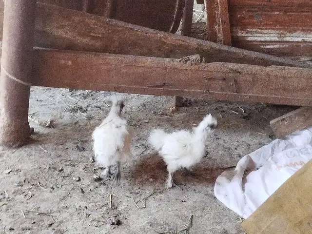 Чуча мурги японча шелкови, Хуҷанд