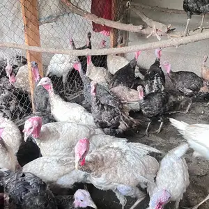 Индюки, Душанбе