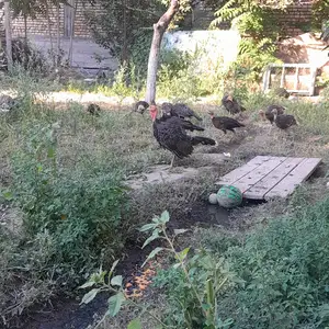 Чучаи индюк, Бободжон Гафуров