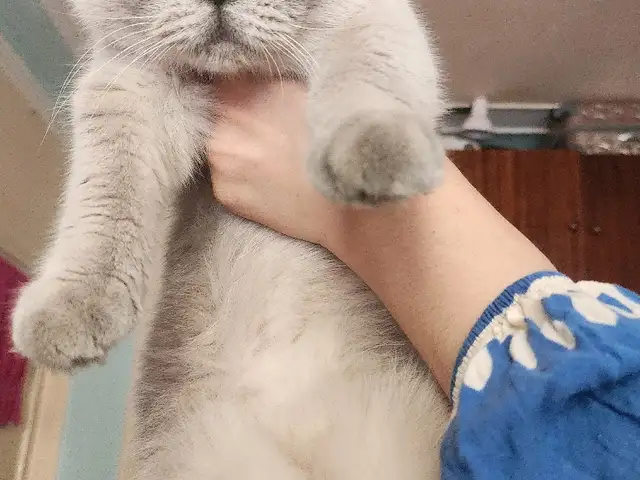 Кошка 1 сола мода, Турсунзода