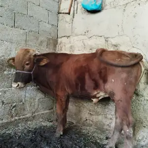 Бука, Ваҳдат