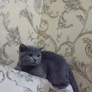 Кот на вязку, Хуҷанд