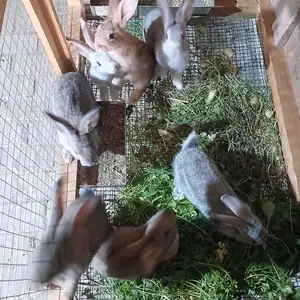 Харгуш, Худжанд