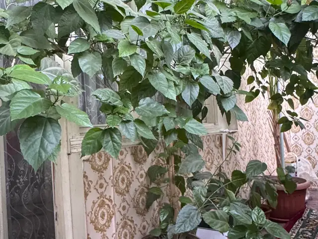 Китайская роза, Душанбе
