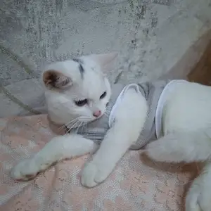 Шотландский котёнок, Худжанд