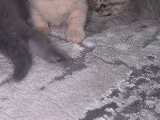 Вислоухие кошки, Душанбе