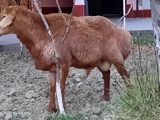 Гусфанд, Худжанд
