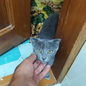 Ищу потерянную кошку девочка, Истаравшан