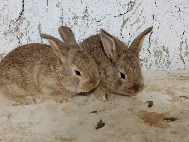 Харгушча 9км, Душанбе
