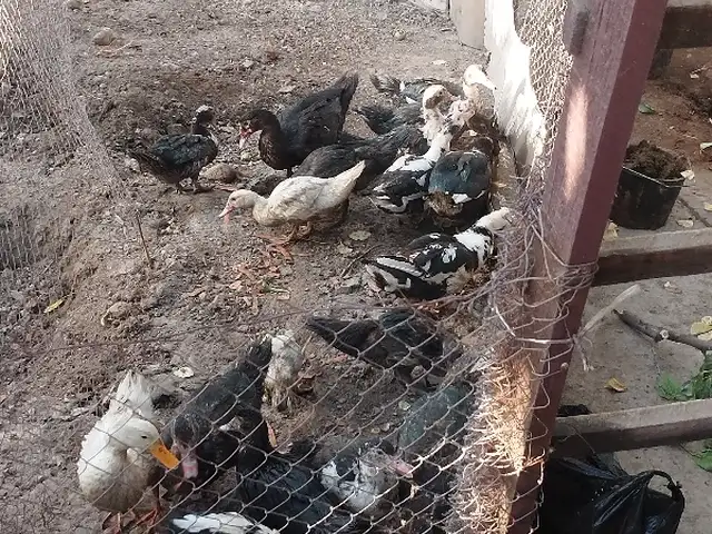 Утки, Ваҳдат