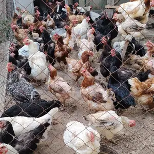 Мурхго, Пенджикент