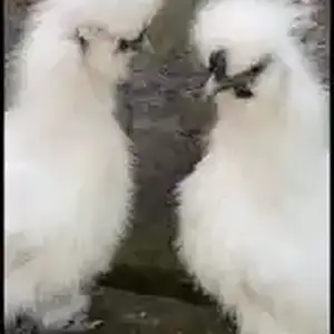 Мурги япончи шелковый, Конибодом